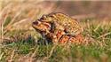 Veranstaltungsbild Unterwegs zu Frosch, Molch und Kröte