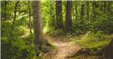 Veranstaltungsbild Wald-Escape