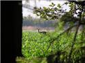 Veranstaltungsbild Wenn es Nacht wird im Wald...