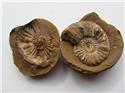 Veranstaltungsbild Die Welt der Gesteine und Fossilien