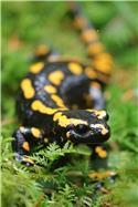 Veranstaltungsbild Im Reich des Feuersalamanders