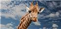 Veranstaltungsbild Wildlands-Adventure Zoo Emmen (Familienfahrt)