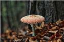 Veranstaltungsbild Schatzsuche im Wald