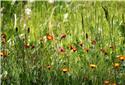 Veranstaltungsbild Die Wiese – alles Gras - oder was?