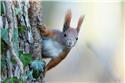 Veranstaltungsbild Tierspuren und Tiere im Wald (1)