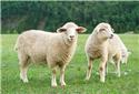 Veranstaltungsbild Ein Tag rund ums Schaf (2)