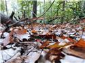 Veranstaltungsbild Naturkränze (1)