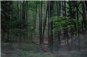Veranstaltungsbild Wenn es Nacht wird im Wald…
